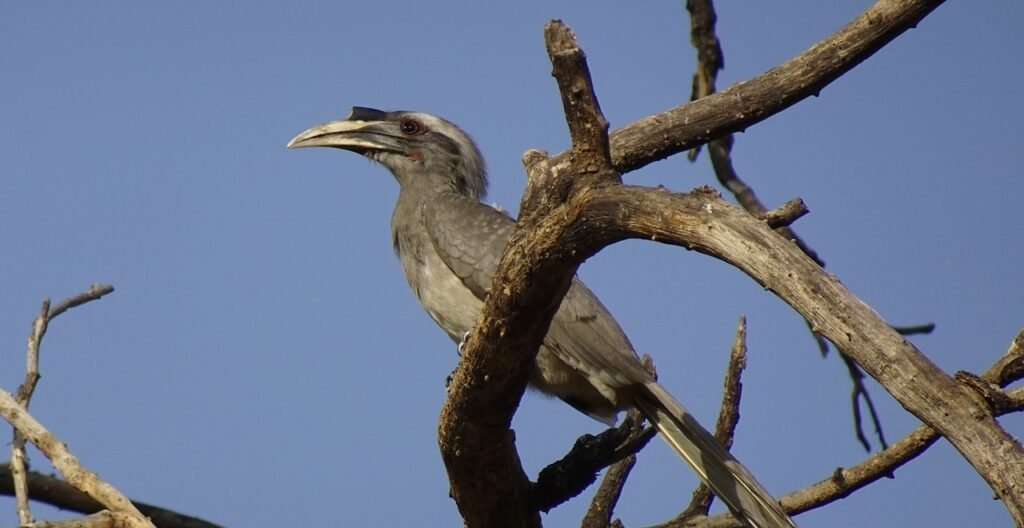 Hasdeo Sanctuary  