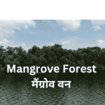 Mangrove Forest