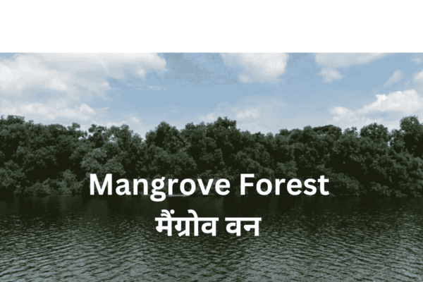 Mangrove Forest