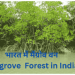 Bharat me mangrove van